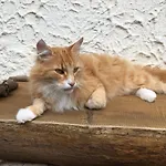 Viriditas بيت ضيافة إلبينغيرود