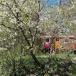 Viriditas