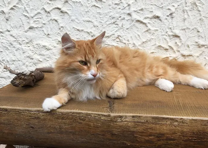 Viriditas ゲストハウス エルビンガーオーデ